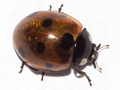 Coccinella septempunctata